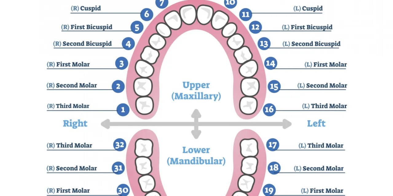 printable tooth chart