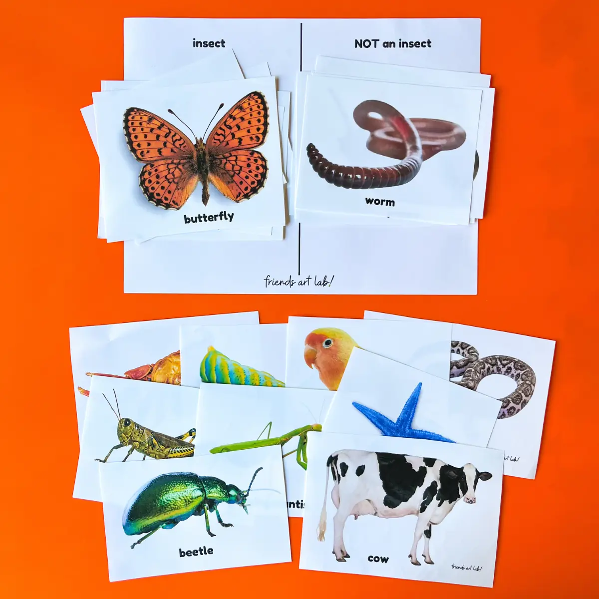 Insects Art Guide Printable