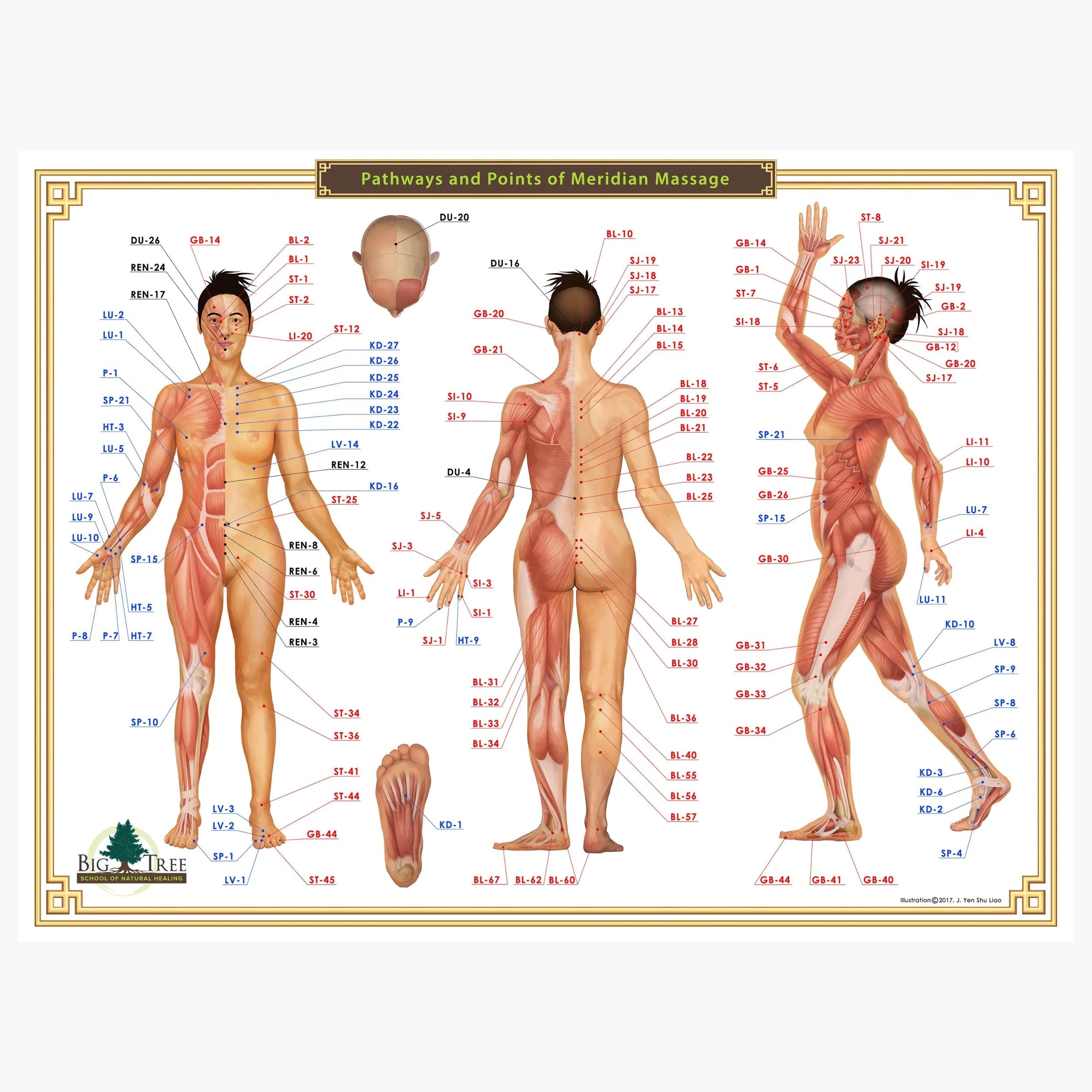 Printable 12 Meridians Chart