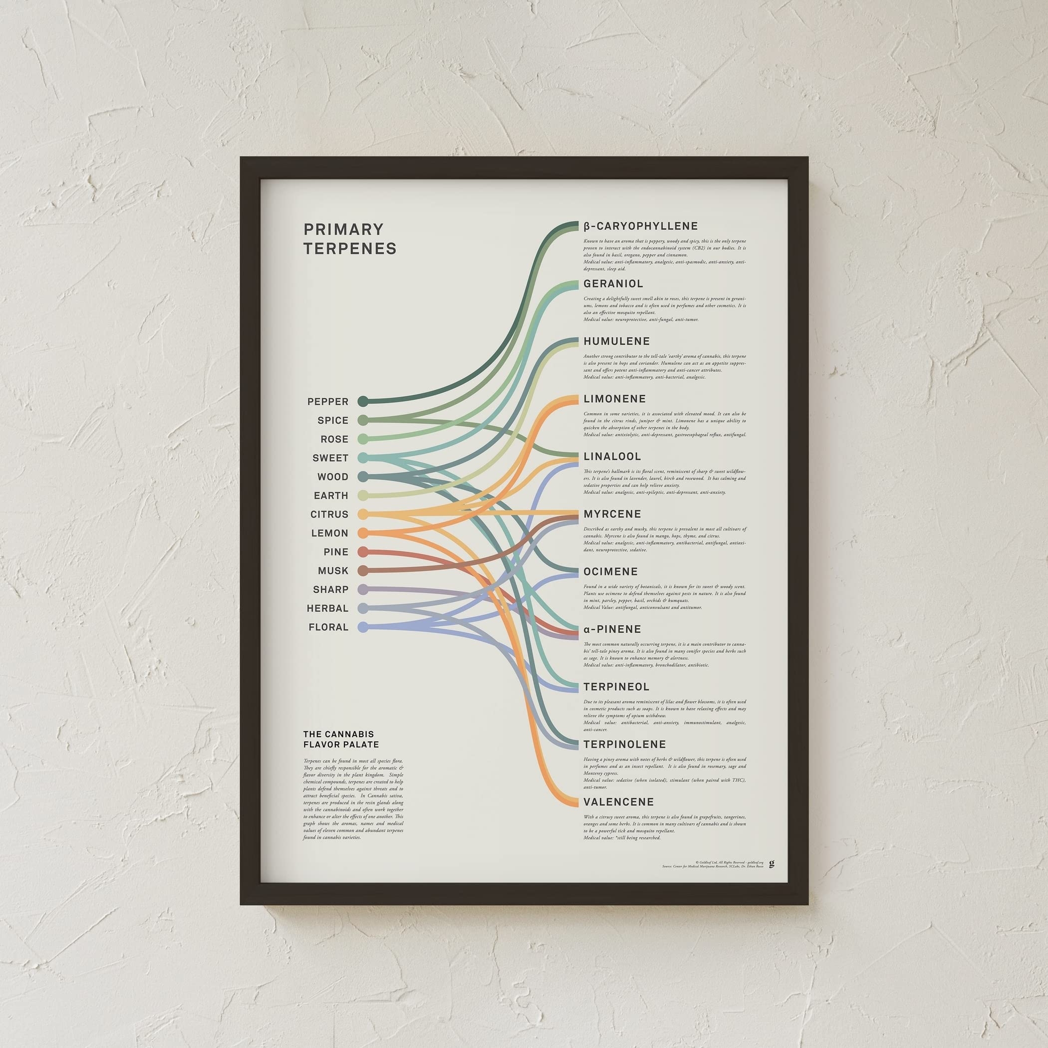 Amazon Goldleaf Primary Terpenes Art Print The Cannabis Flavor Palate Infographic Chart Terpene Poster Marijuana Flavors Infographic Elevated Stoner Decor Weed Chart Wall Art 18x24 Office Products