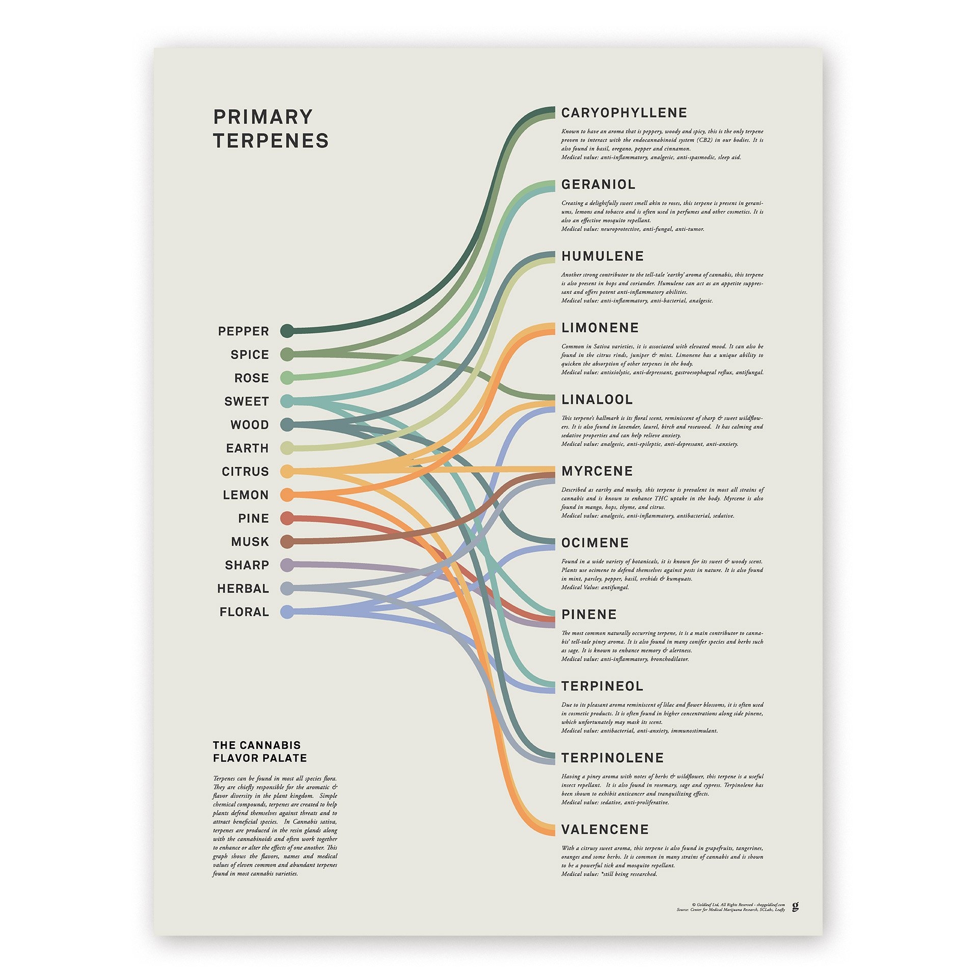 Amazon Goldleaf Primary Terpenes Art Print The Cannabis Flavor Palate Infographic Chart Terpene Poster Marijuana Flavors Infographic Elevated Stoner Decor Weed Chart Wall Art 18x24 Office Products