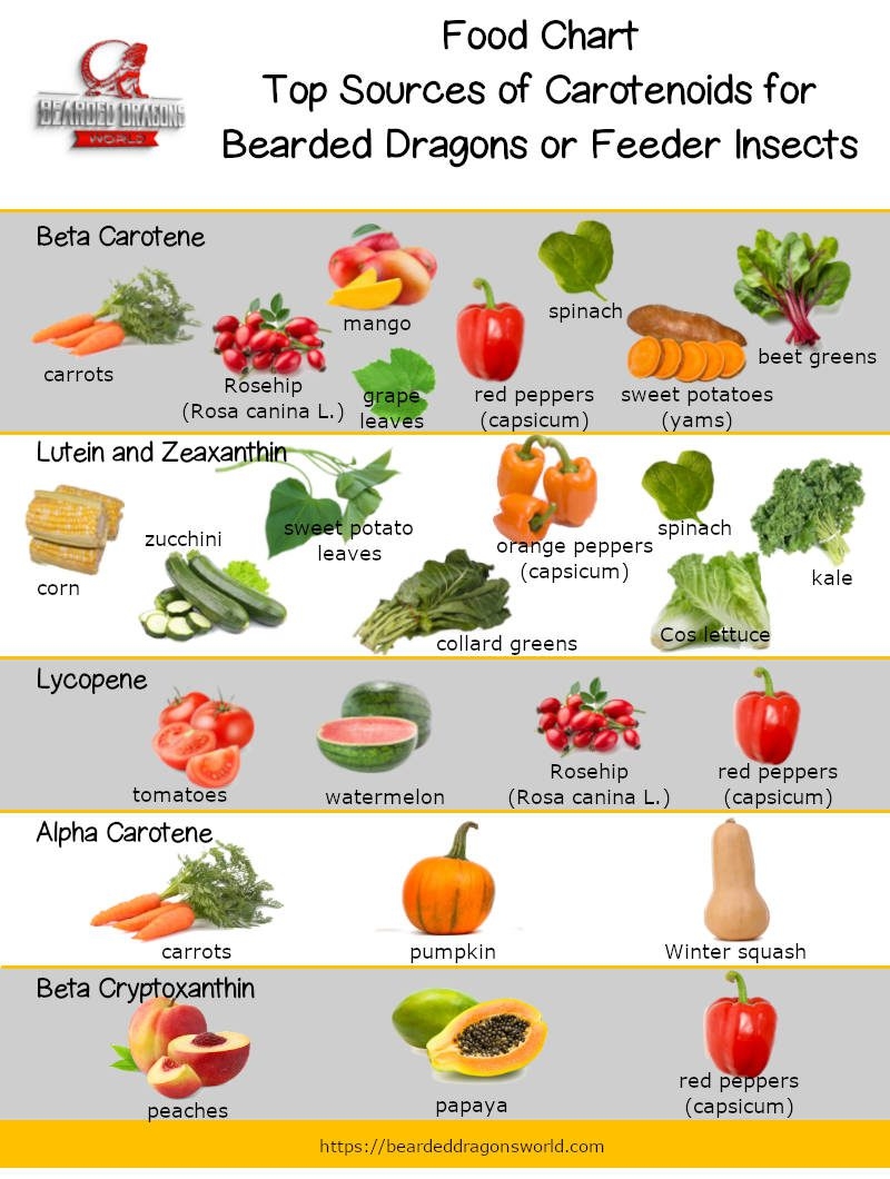 Brighten A Bearded Dragons Color With Carotenoids Brighten A Bearded Dragons Color With Carotenoids