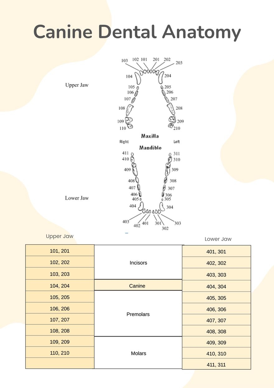 Printable Canine Dental Chart
