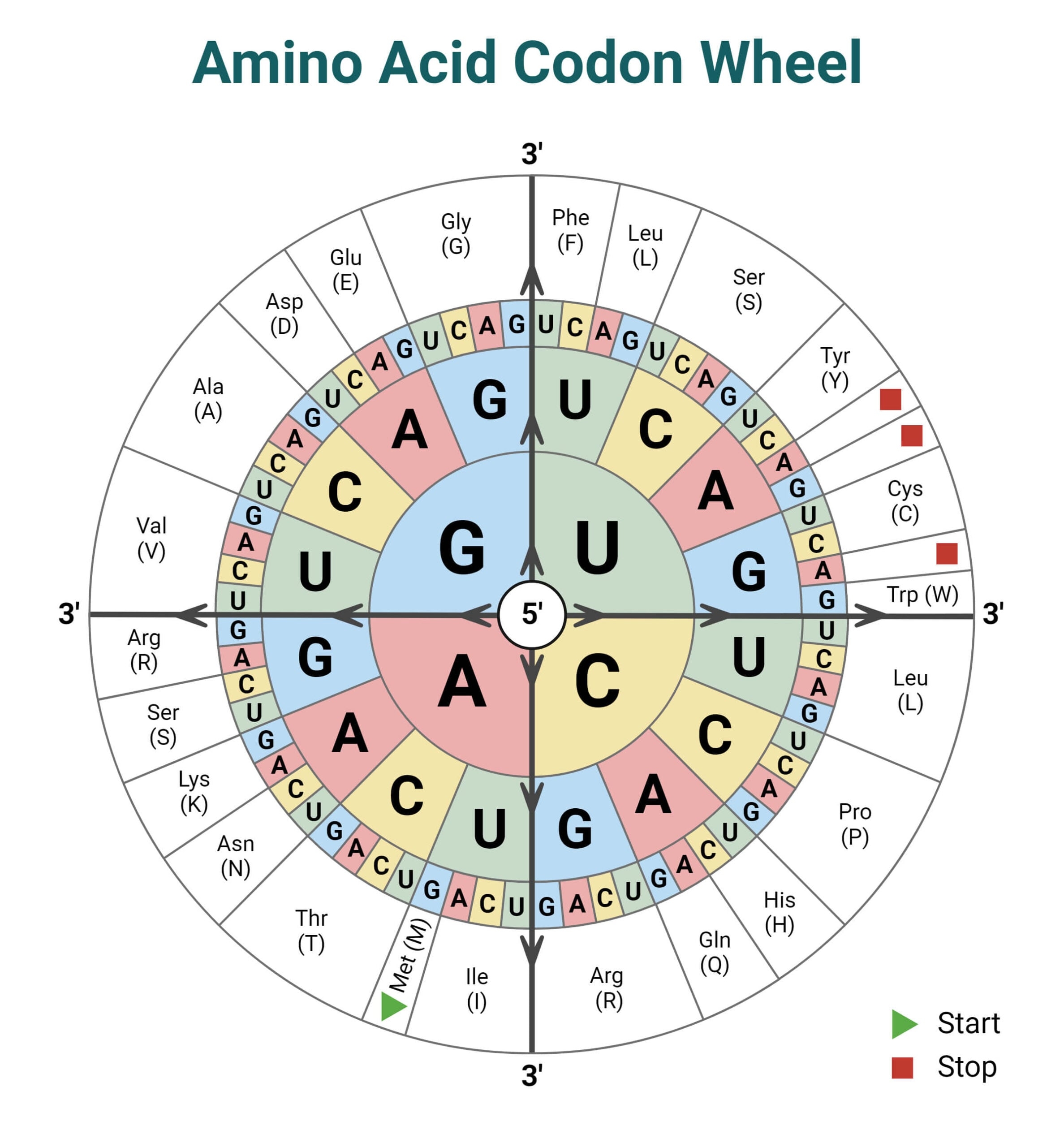 Codon Chart Table Amino Acids RNA Wheel Explained Codon Chart Table Amino Acids RNA Wheel Explained