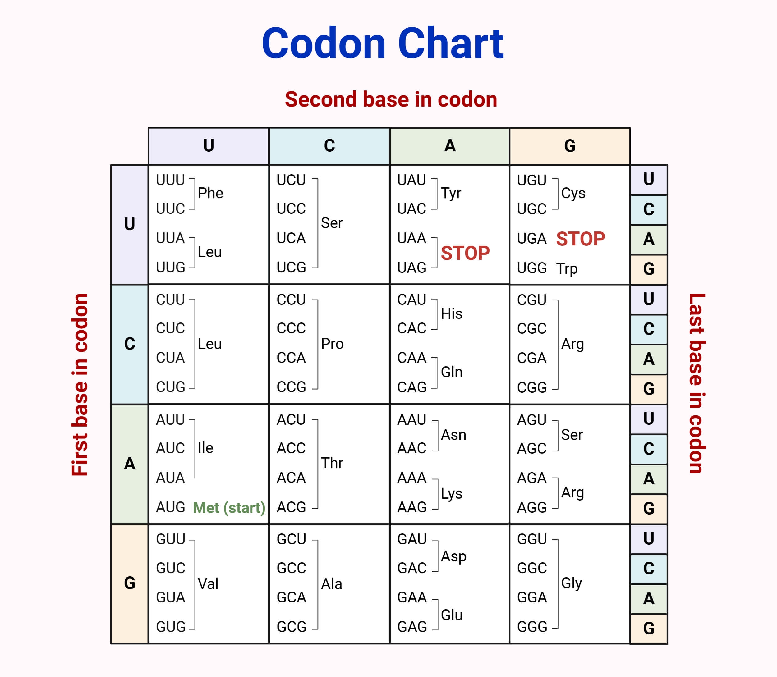 Printable Codon Chart
