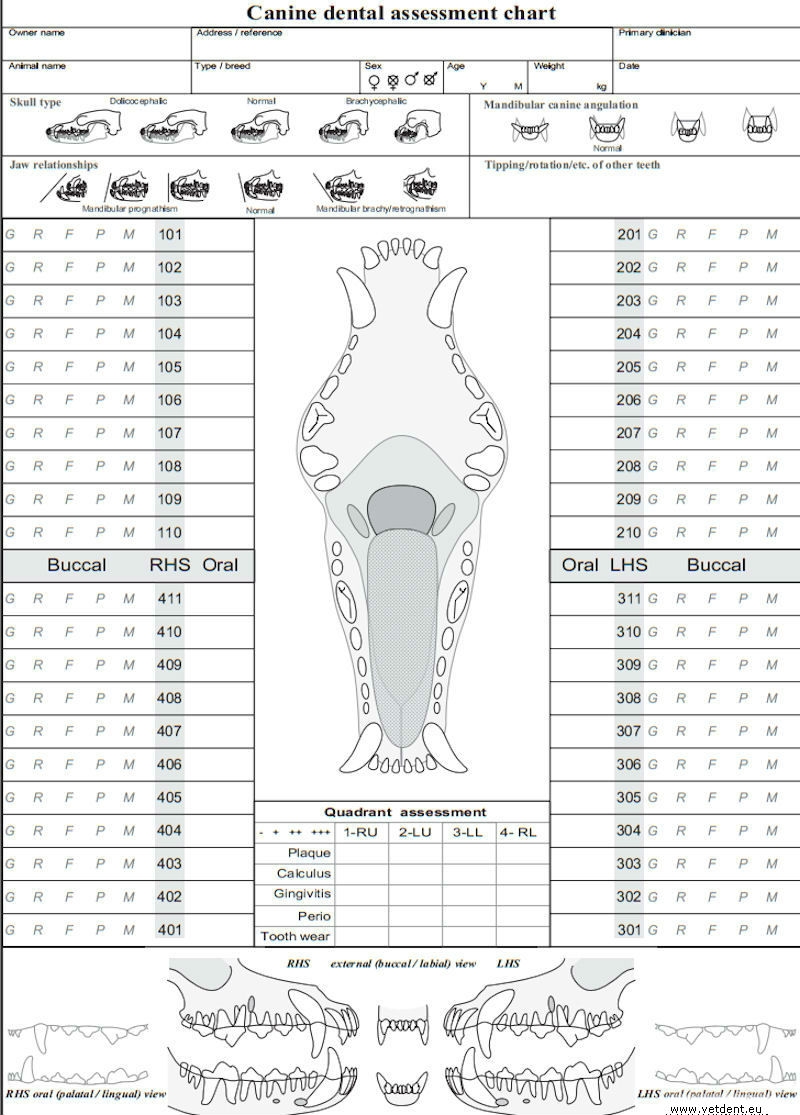 Dental Chart Assessment In Dogs Canis Vetlexicon