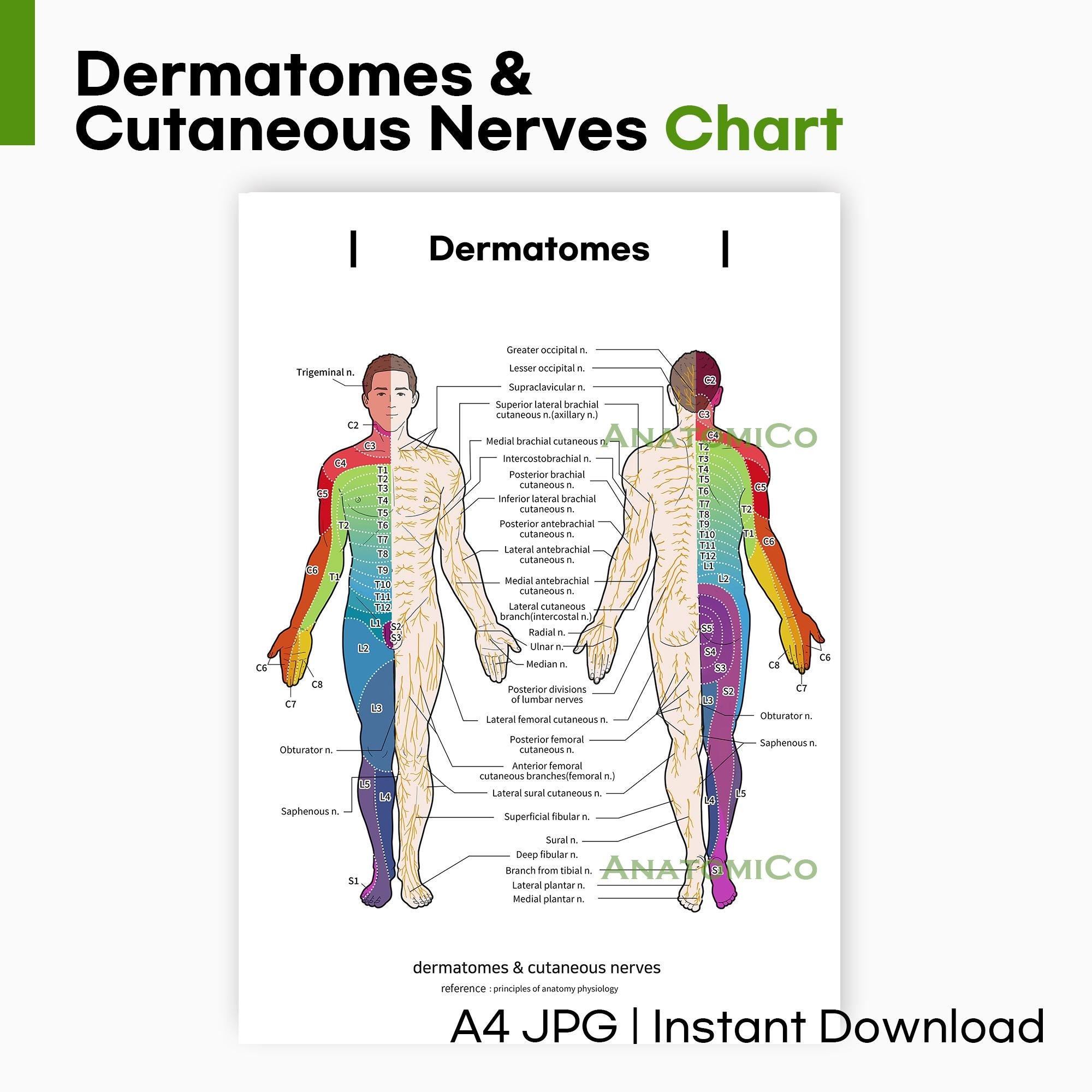 Dermatomes Cutaneous Nerves Chart A4 JPG Printable Anatomy Poster For Medical Study And Teaching Etsy