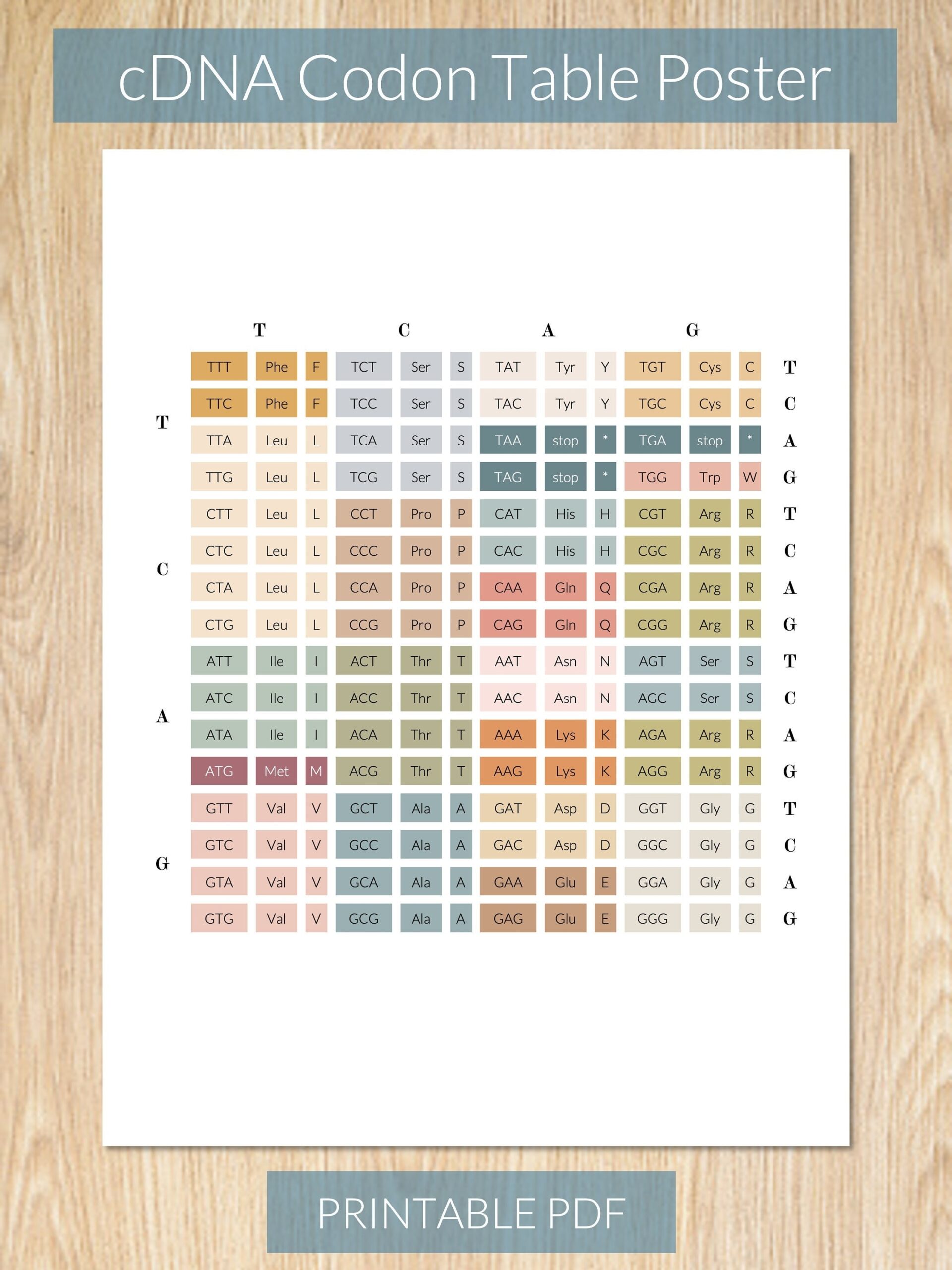 DNA Codon Table Printable Poster Etsy DNA Codon Table Printable Poster Etsy