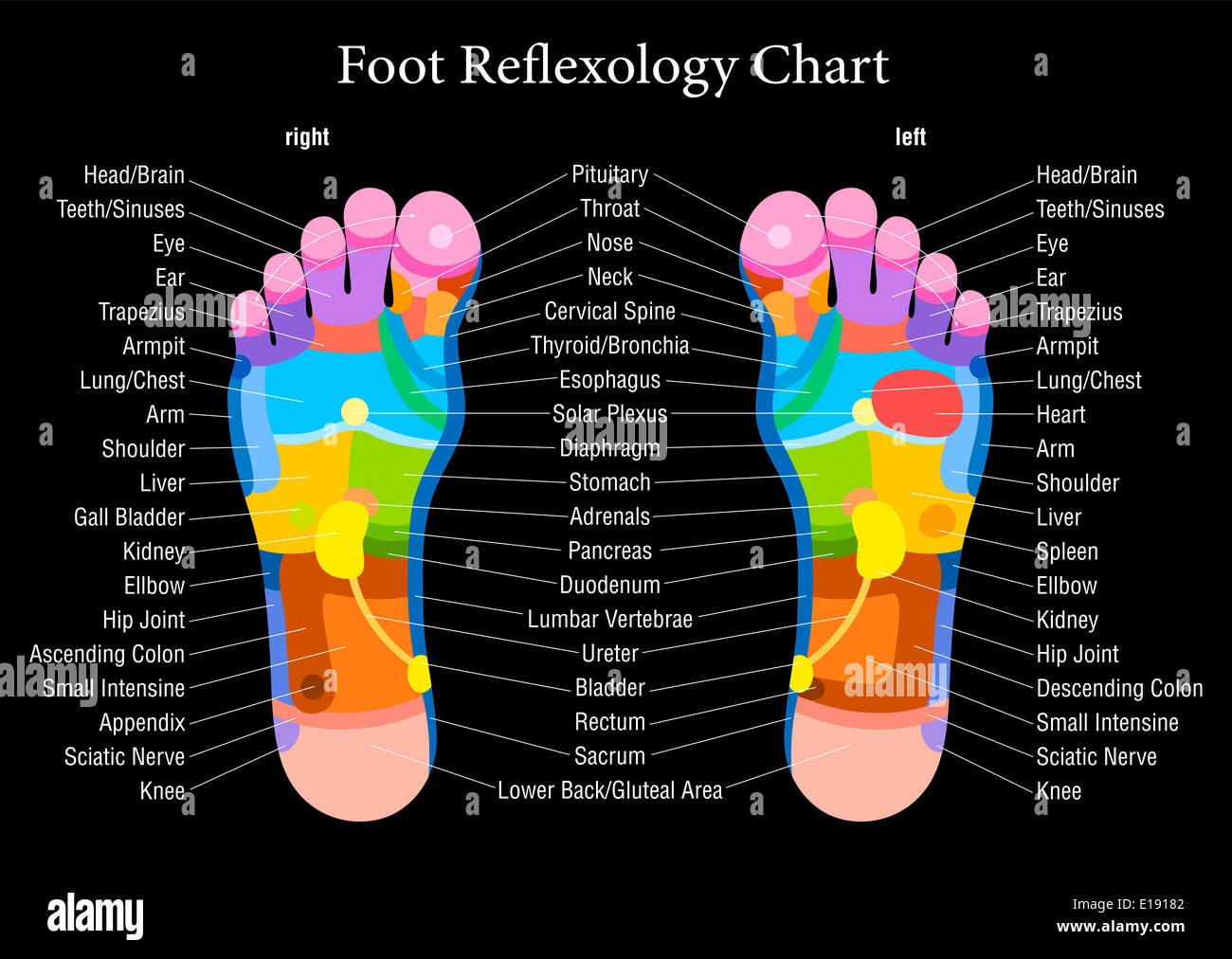 printable foot reflexology chart
