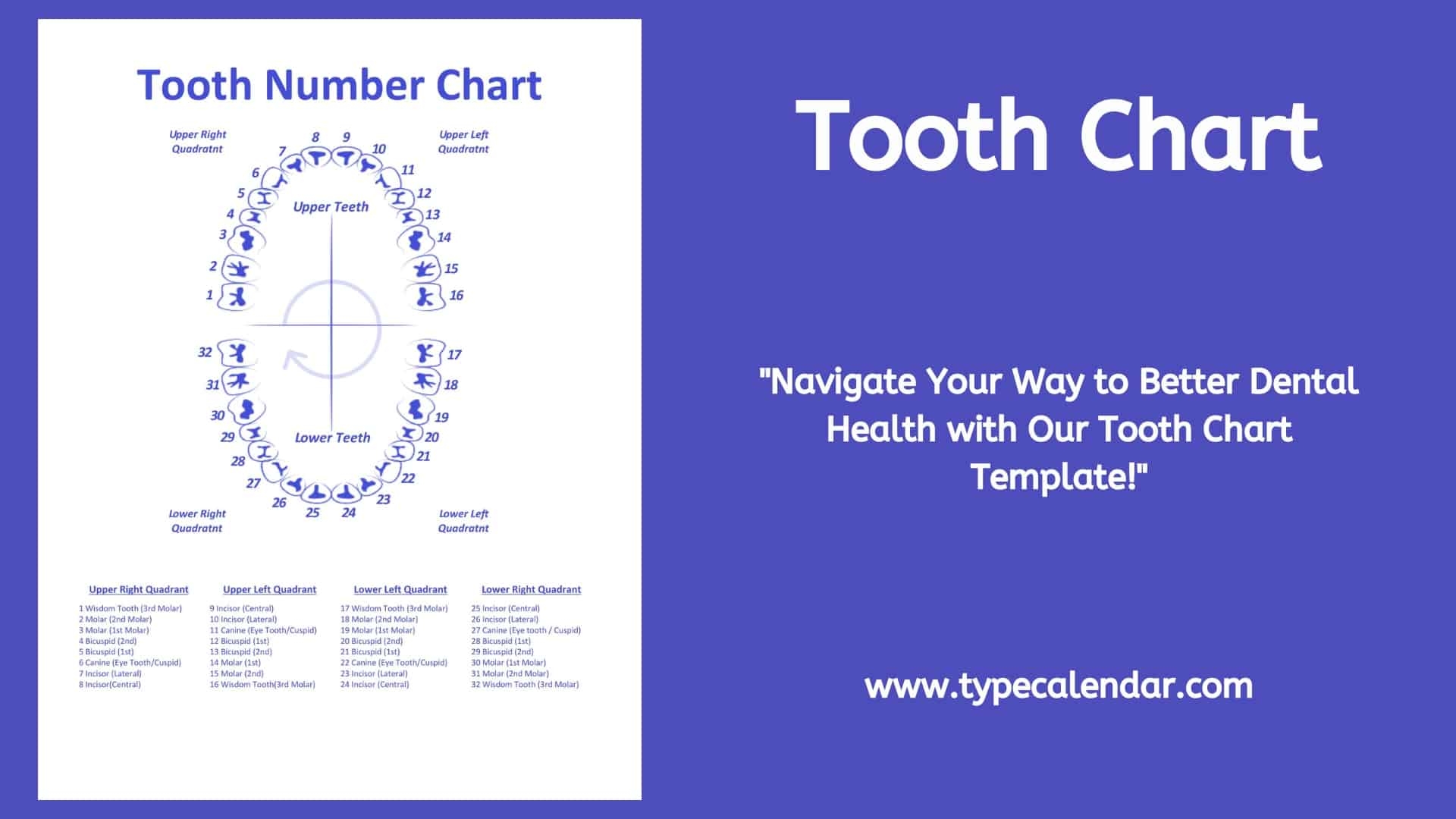 printable tooth chart with numbers printable tooth chart with numbers