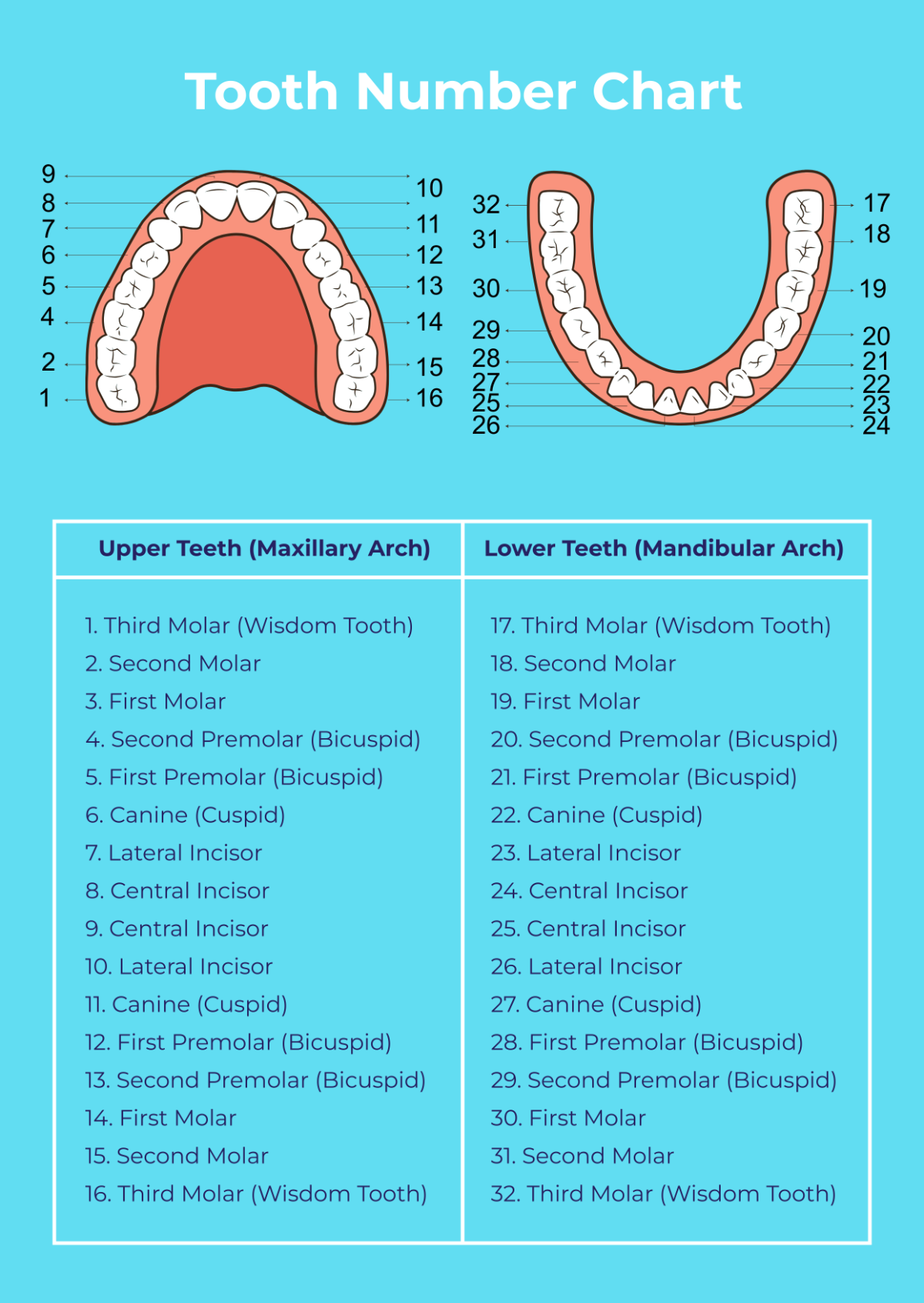 Tooth Number Chart Printable