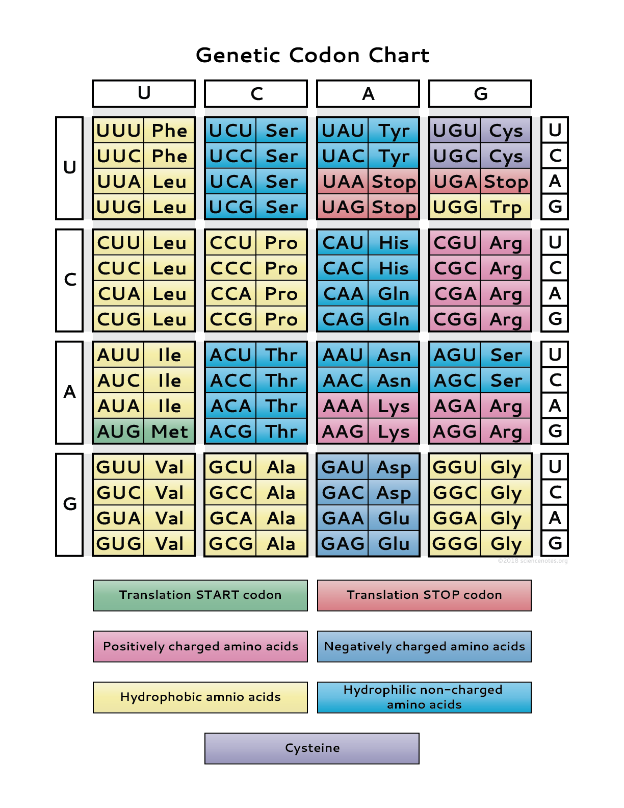 Genetic Code Chart PDF Genetic Code Chart PDF
