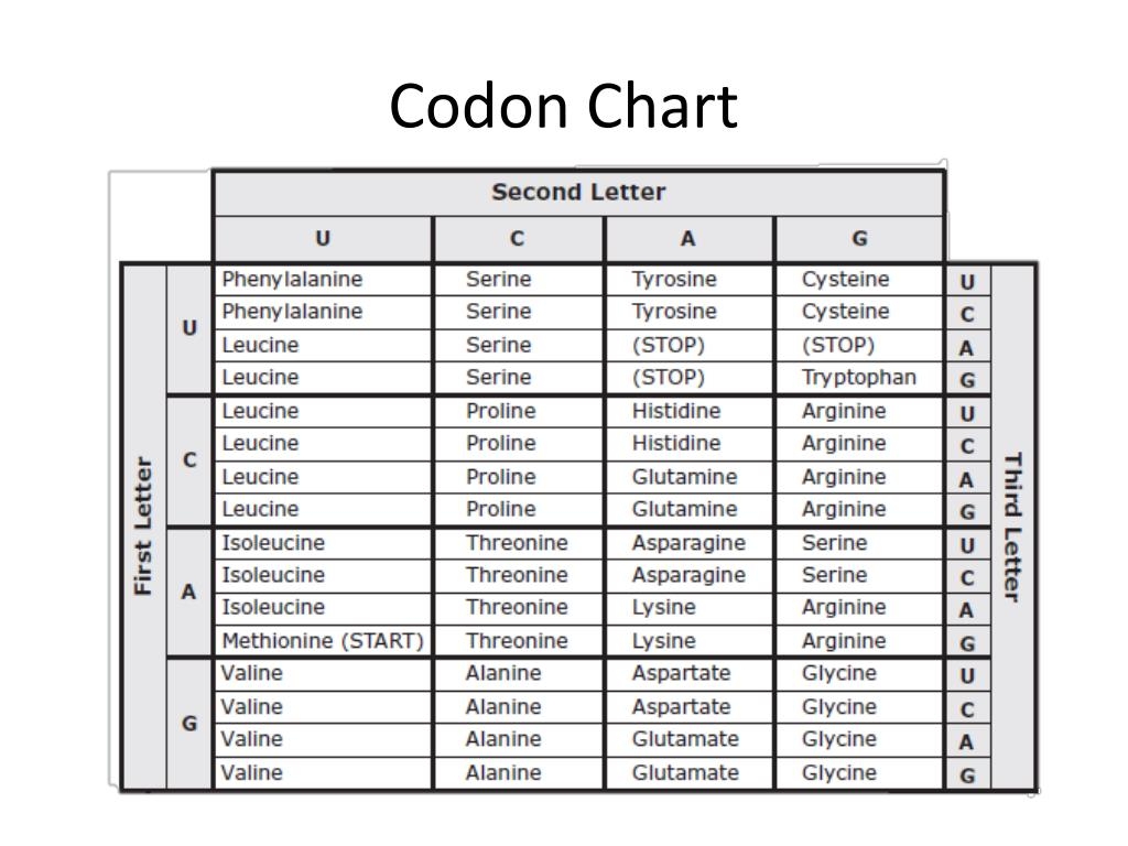 PPT The Codon Chart PowerPoint Presentation Free Download ID 2435597 PPT The Codon Chart PowerPoint Presentation Free Download ID 2435597