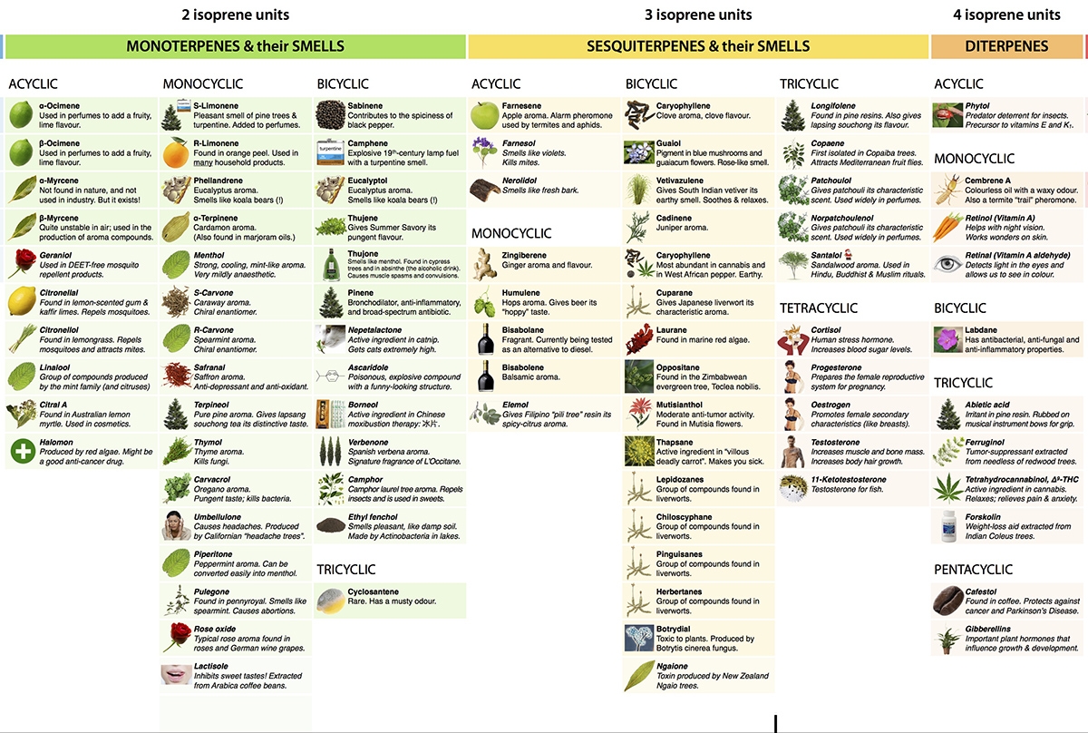 printable terpene chart