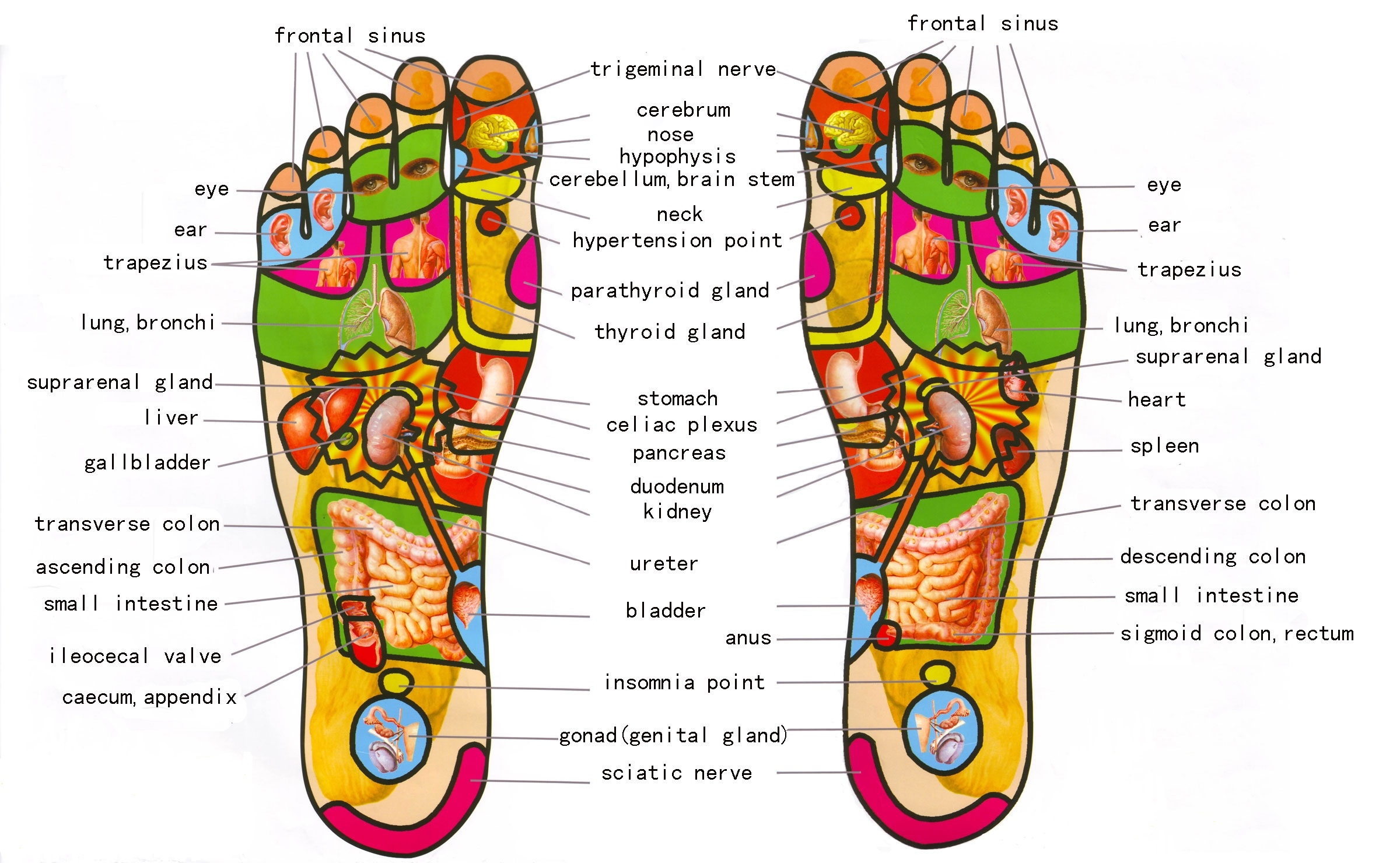 Reflexology Balance Orlando 2026 Reflexology Balance Orlando 2026